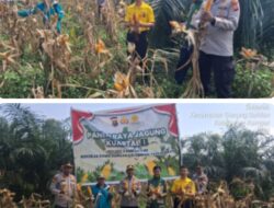 Penen Raya Jagung 1 Ton, Polsek Kampar Kiri Meriahkan Momen Bersama Petani 