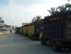 Dugaan Kebocoran Sawit Ilegal dari TNTN ke Pabrik PT SAM Mencuat, Pemerintah Didesak Lakukan Sidak