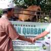 Bupati dan Wakil Bupati Dairi Serahkan Hewan Kurban untuk Jemaah Masjid Al-Ikhlas Alur Subur Bupati dan Wakil Bupati Dairi Serahkan Hewan Kurban untuk Jemaah Masjid Al-Ikhlas Alur Subur