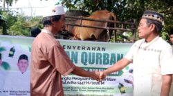 Bupati dan Wakil Bupati Dairi Serahkan Hewan Kurban untuk Jemaah Masjid Al-Ikhlas Alur Subur