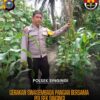 Swasembada Pangan, Polsek Singingi Lakukan Pengecekan Kebun Tumpang Sirih Jagung dan Kacang Panjang