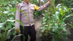 Swasembada Pangan, Polsek Singingi Lakukan Pengecekan Kebun Tumpang Sirih Jagung dan Kacang Panjang