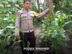 Swasembada Pangan, Polsek Singingi Lakukan Pengecekan Kebun Tumpang Sirih Jagung dan Kacang Panjang