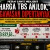 PETANI SAWIT MENJERIT, HARGA TBS "TERJUN" DINAS PERKEBUNAN KUANSING DIDUGA LEMAH DALAM PENGAWASAN HARGA TBS PETANI SAWIT MENJERIT, HARGA TBS "TERJUN" DINAS PERKEBUNAN KUANSING DIDUGA LEMAH DALAM PENGAWASAN HARGA TBS