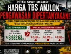 PETANI SAWIT MENJERIT, HARGA TBS “TERJUN” DINAS PERKEBUNAN KUANSING DIDUGA LEMAH DALAM PENGAWASAN HARGA TBS