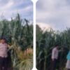Dukung Swasembada Pangan 2026, Polsek Kuantan Hilir Lakukan Pengecekan ke Kebun Jagung 