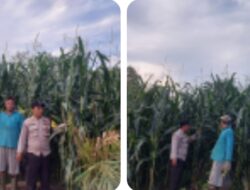 Dukung Swasembada Pangan 2026, Polsek Kuantan Hilir Lakukan Pengecekan ke Kebun Jagung 