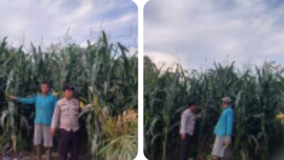 Dukung Swasembada Pangan 2026, Polsek Kuantan Hilir Lakukan Pengecekan ke Kebun Jagung 