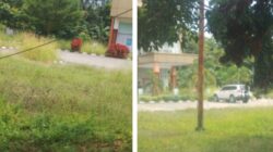 Ironi Pusat Literasi: Kantor Dinas Perpustakaan Kuansing Dikepung Semak, Warga Minta Bupati Copot Kadis yang Abai