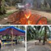 Respon Cepat, Polsek Singingi Bakar Arena Judi Sabung Ayam di Simpang Sambung