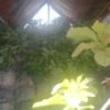 Pengadaan Bibit Alpukat di Sumbul Disorot, Camat Rinto Hutauruk Diduga Intervensi Kewenangan Desa