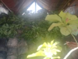 Pengadaan Bibit Alpukat di Sumbul Disorot, Camat Rinto Hutauruk Diduga Intervensi Kewenangan Desa