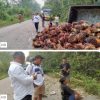 Kecelakaan Angkutan Sawit Kembali Terjadi di Sentajo Raya, Muatan TBS Berserakan di Jalan Kecelakaan Angkutan Sawit Kembali Terjadi di Sentajo Raya, Muatan TBS Berserakan di Jalan