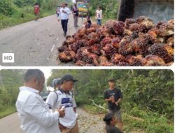 Kecelakaan Angkutan Sawit Kembali Terjadi di Sentajo Raya, Muatan TBS Berserakan di Jalan